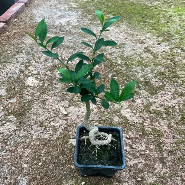金弹子盆景福豆盆景桌面绿植盆栽好养