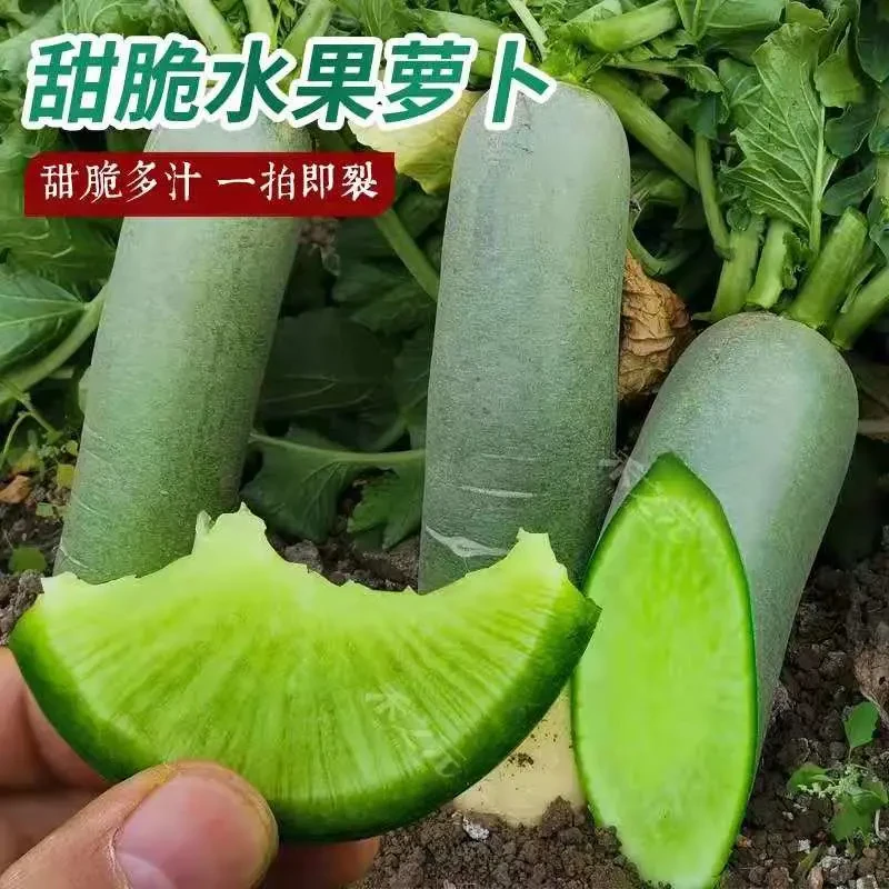 【冰糖脆水果青萝卜种子】正品四季青萝卜沙窝萝卜种籽农家蔬菜种子