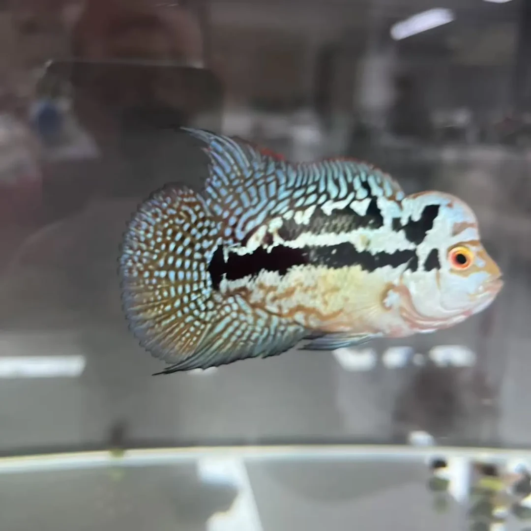 直播间斗鱼链接-下单备注单号