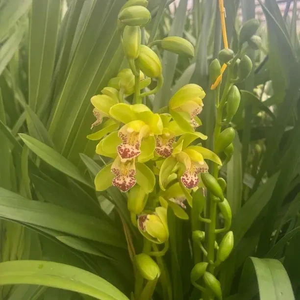 大花蕙兰绿洲花期长花朵大