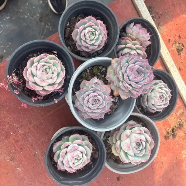 侧影多肉植物新手好养阳台办公室庭院盆栽脱土发货