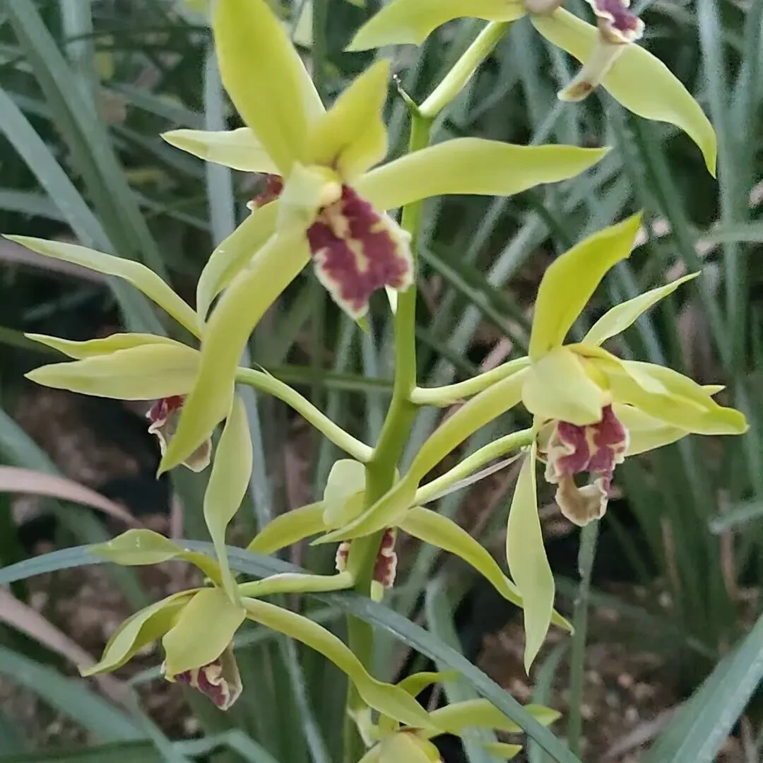 蕙兰九节兰浓香型兰花苗，好养易开花自然苗