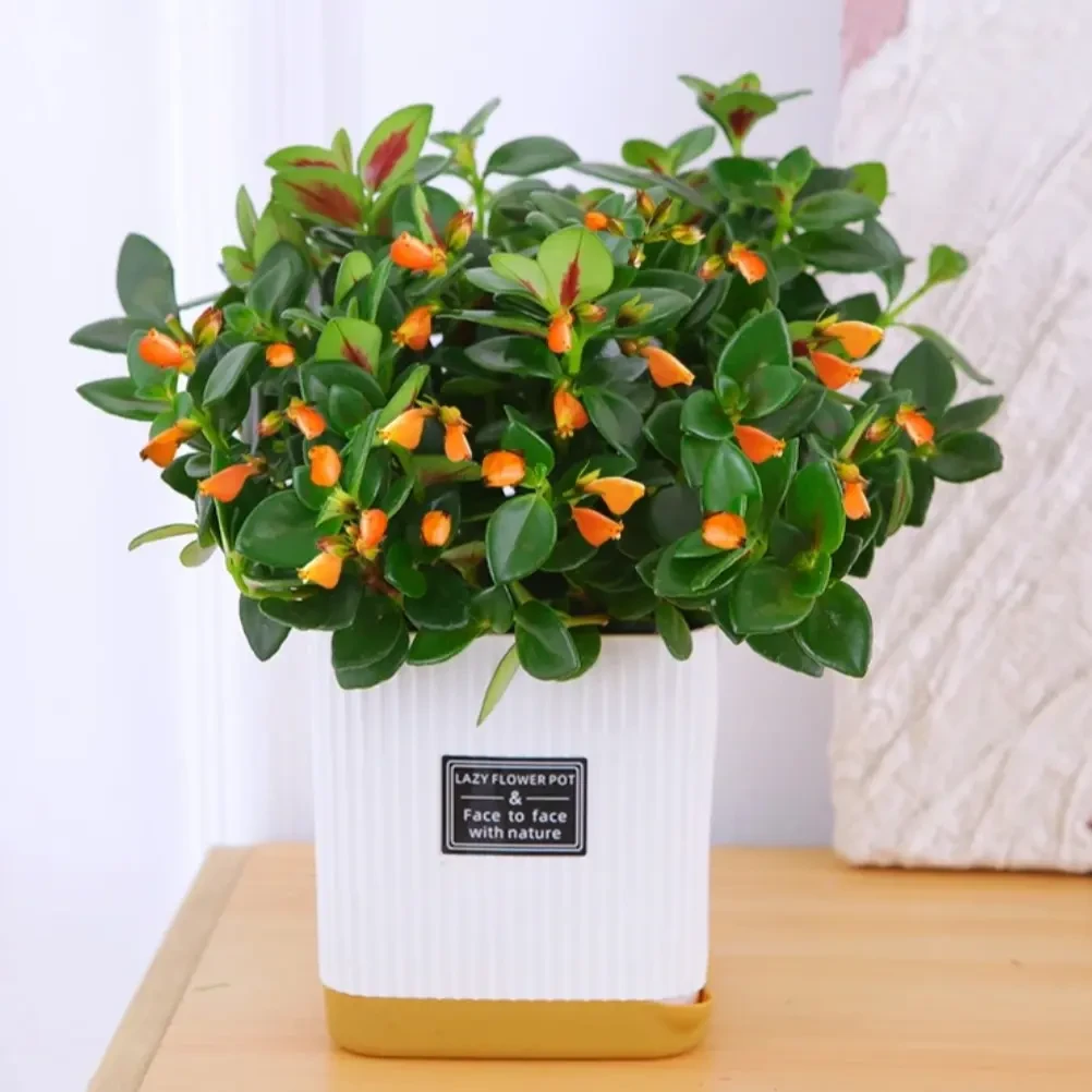 Q金鱼吊兰盆栽绿植花卉室内除异味办公桌面植物好养耐旱吸甲醛