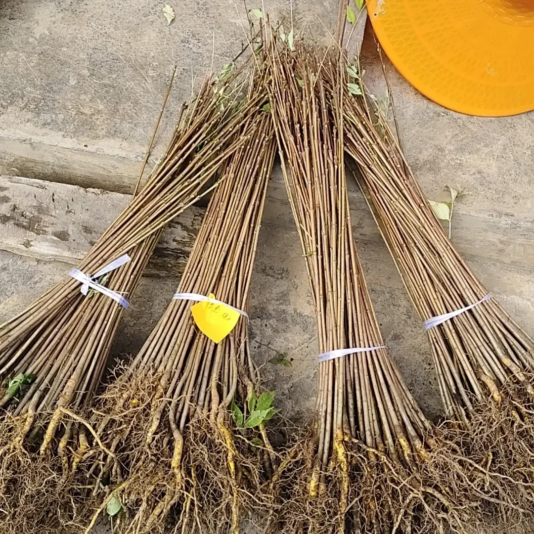 川黄柏矮壮苗大叶厚皮品种