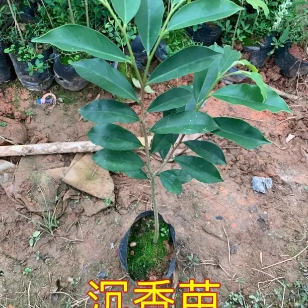 白木香基地带土发货电白发货