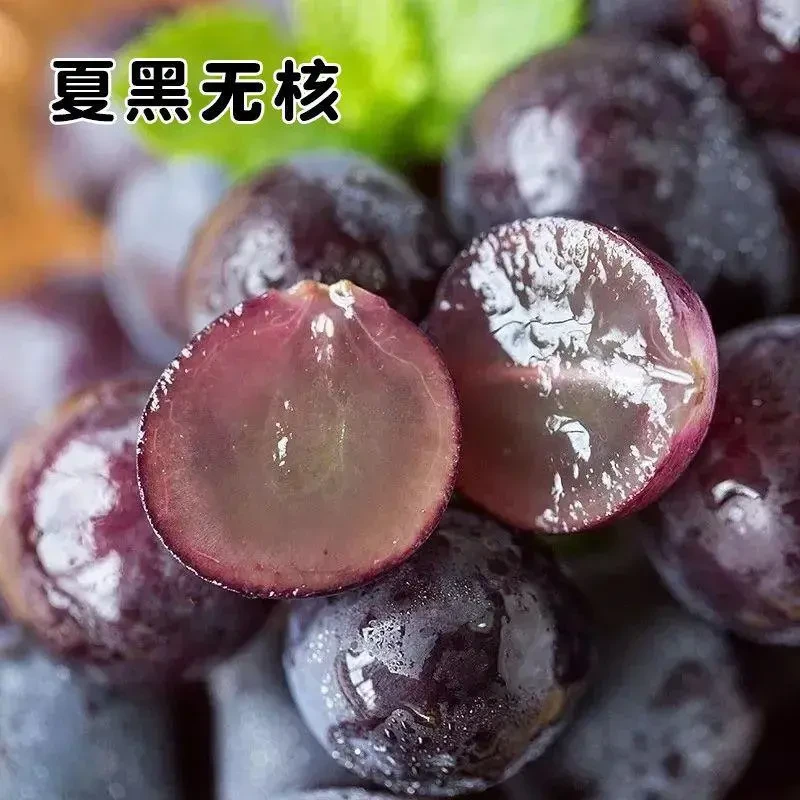 无核夏黑葡萄苗南方北方耐寒种植爬藤葡萄树庭院当年结果葡萄树苗