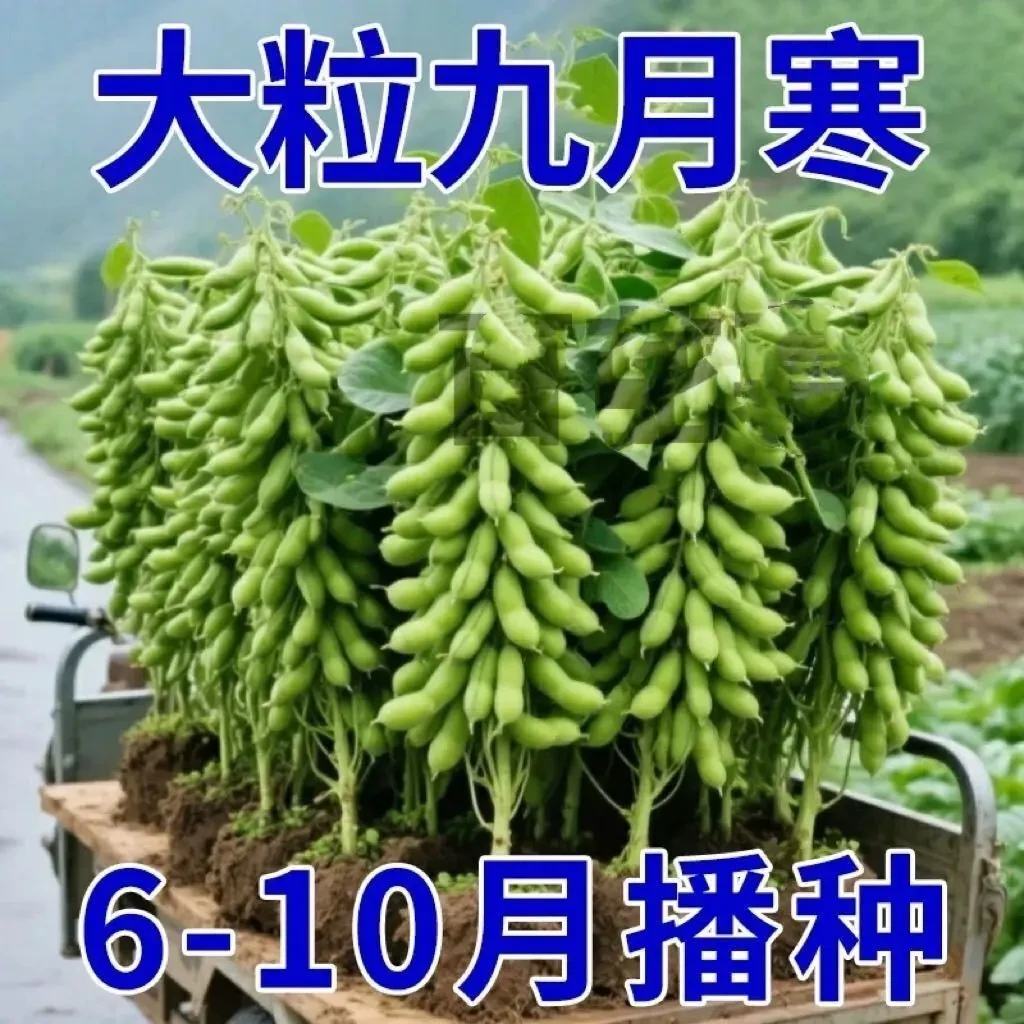 九月鲜毛豆种子大粒晚熟重阳豆种子青皮豆菜高产蔬菜种籽毛豆种子