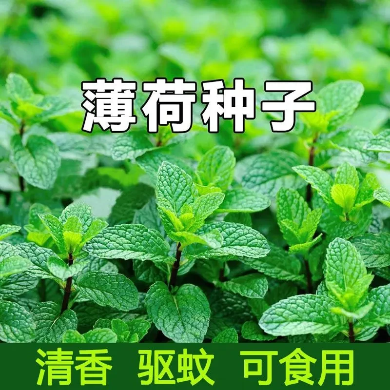 可食用薄荷种子驱蚊盆栽猫薄荷四季播种室内阳台蔬菜盆栽花种籽子