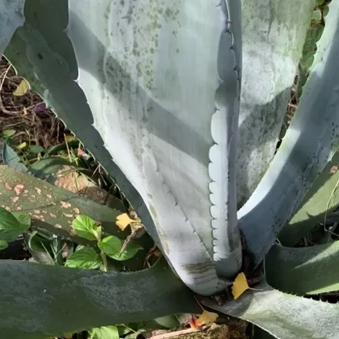 贵州大山里的绿小植物一棵。