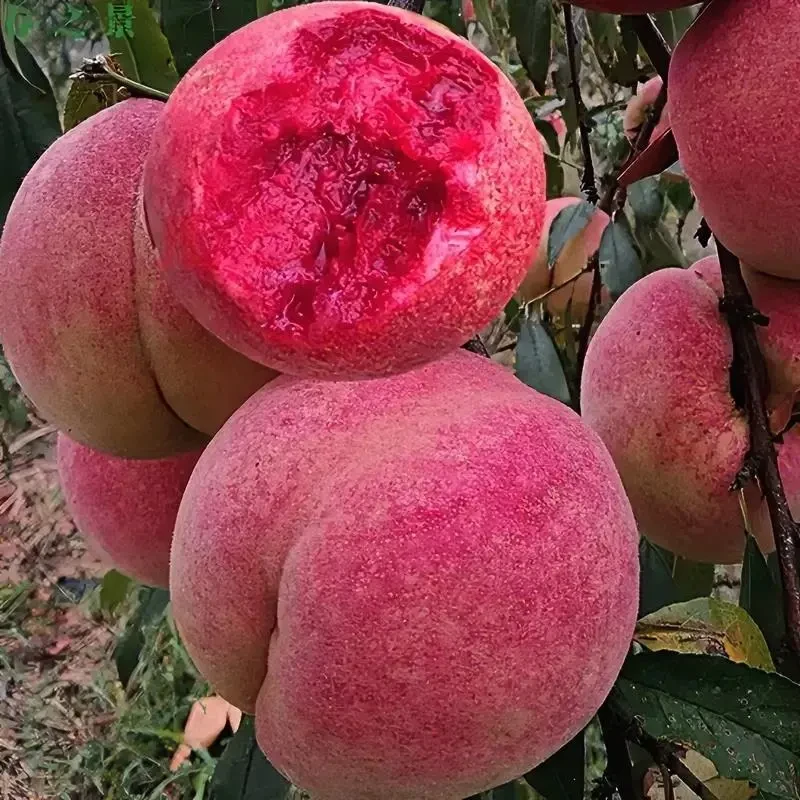 血桃树果苗特大冬桃黄桃果树果苗嫁接南北方种植当年结果水蜜桃苗