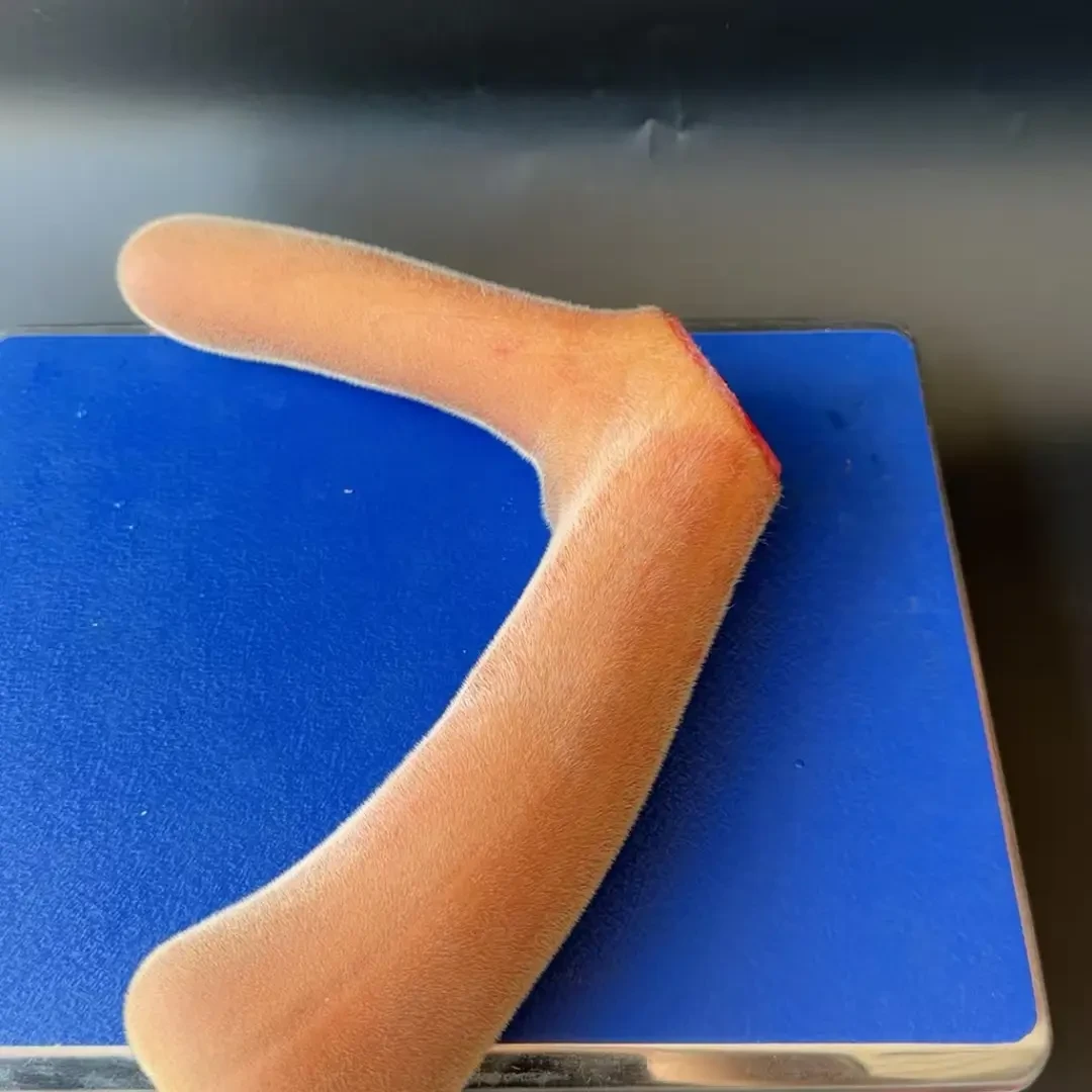 养殖场原产地新鲜现场采集人工散养梅花鹿出品500