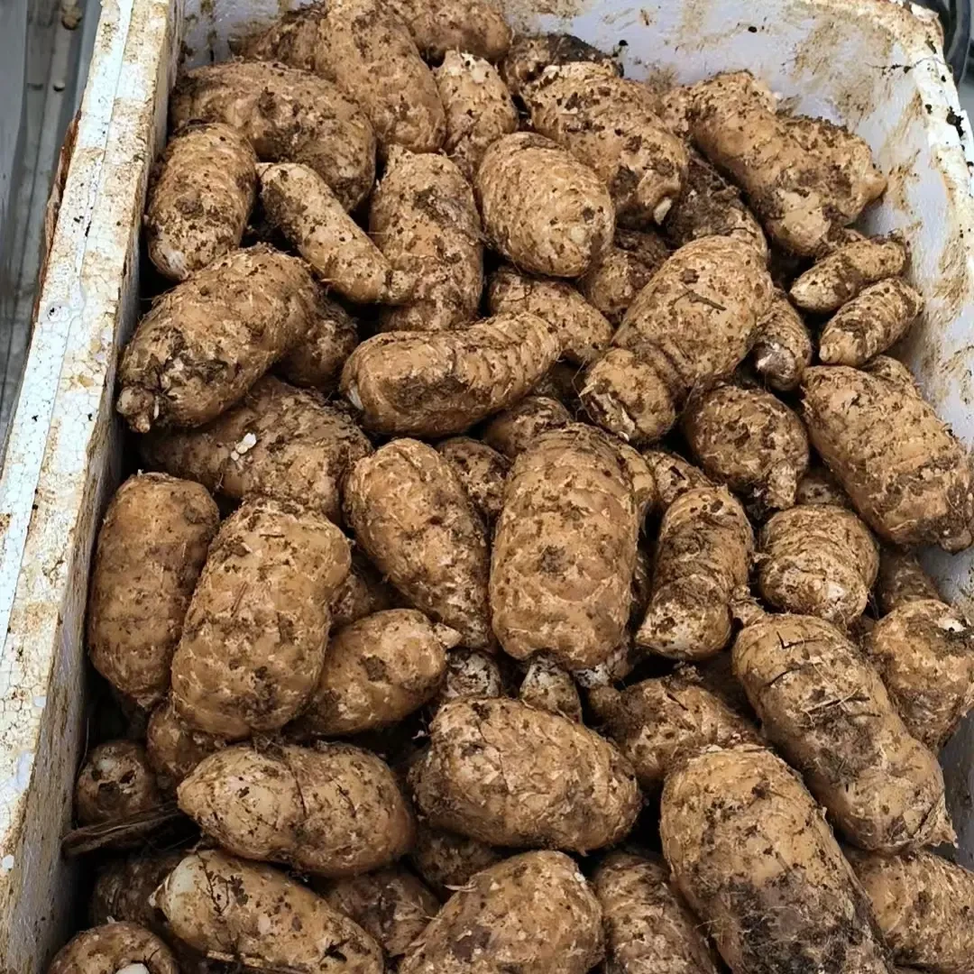 云南昭通高山野种植乌天麻新鲜现挖现发可煲汤炖肉