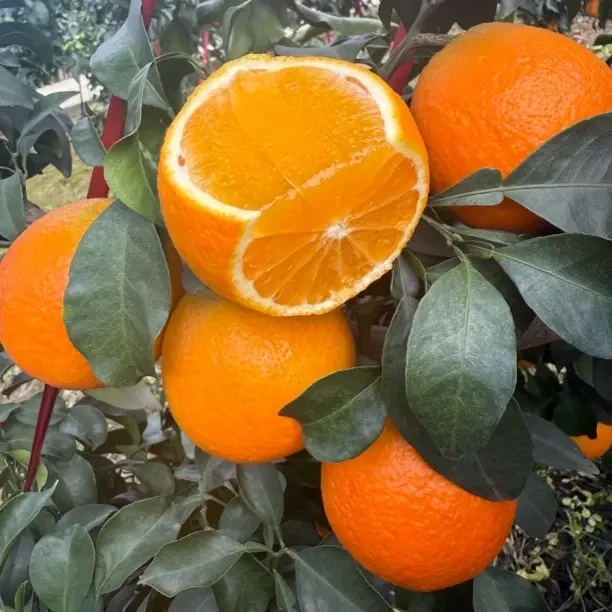 爱媛果冻橙，爆汁爆汁