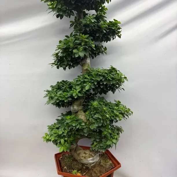 小叶金钱榕树158S型1米到1米1带盆好养四季常青室内外盆景
