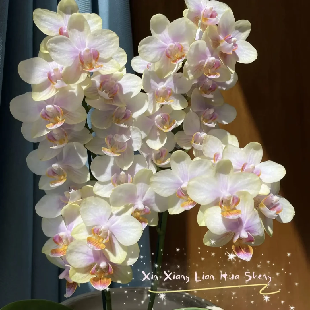 【祥云】蝴蝶兰苗3.5村杯  三花剑发货  丰花品种