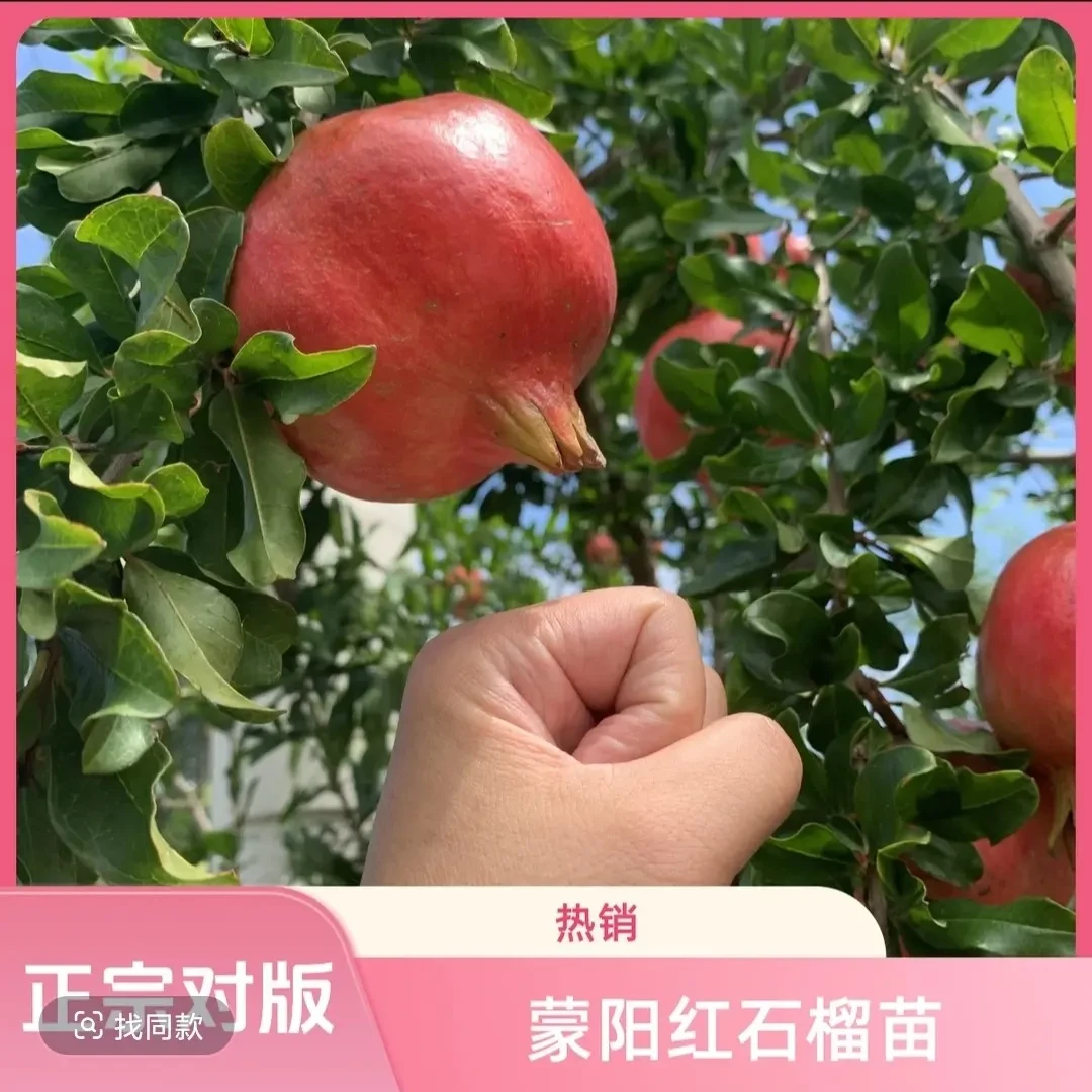 【一物一拍】各种对版果树南方北方均可栽种可盆栽地栽