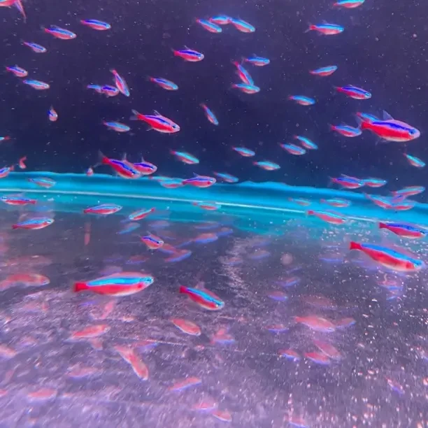 小型热带观赏宝莲灯鱼好养活可混养的活体水族鱼