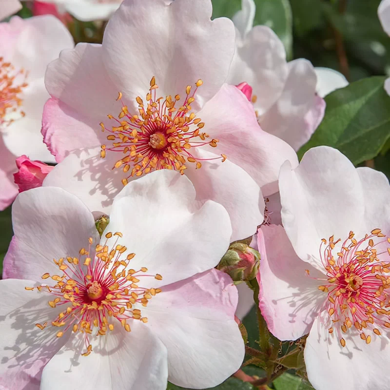 漂亮甜月季 玫昂 灌木大花多头群开 粉色 别名天文学/甜美人月季