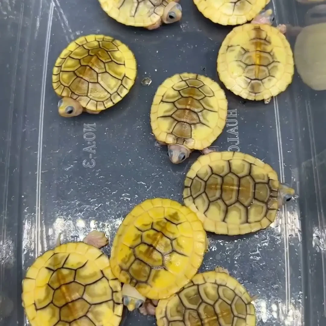 变异巴西龟，直播挑选