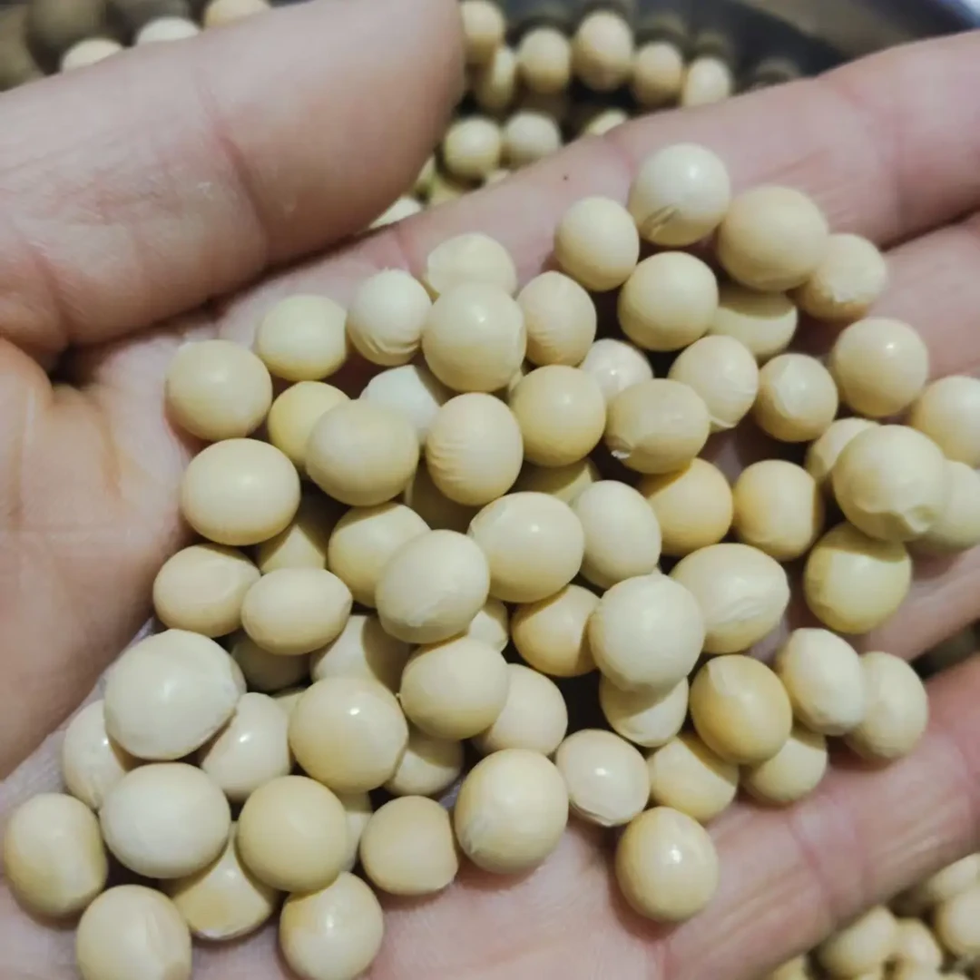 新黄豆高蛋白可生豆芽做豆浆豆腐非转基因