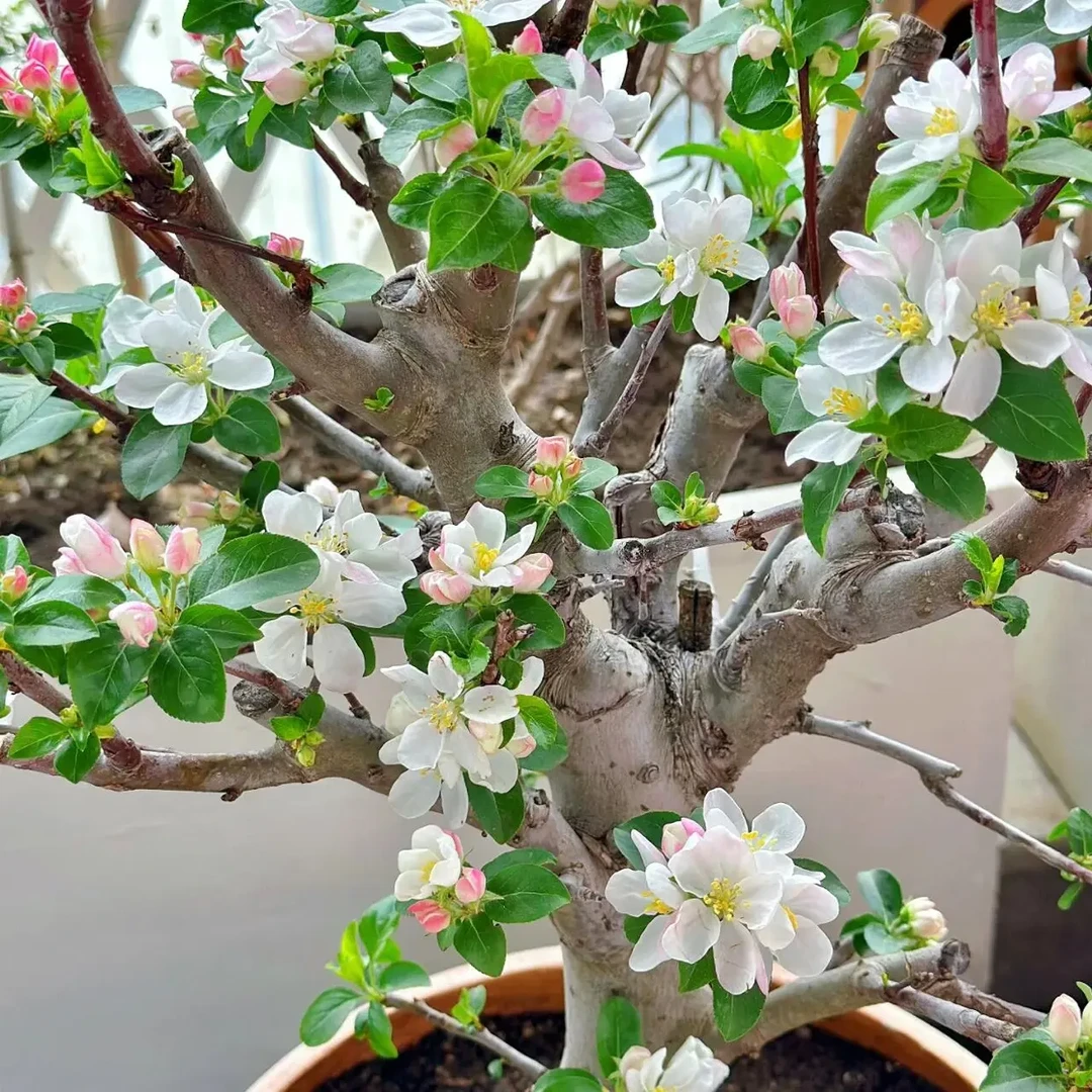 开心果海棠老桩盆景耐寒好养开花卉品种冬红果盆栽四季海棠