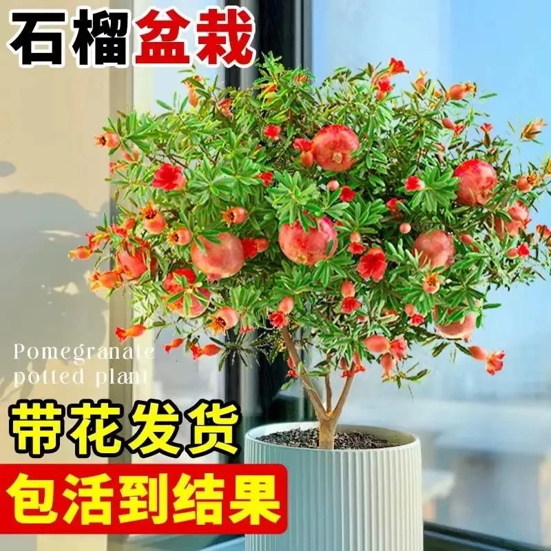 石榴花盆栽花苗带果发货可食用盆景室内阳台花卉植物四季好养花卉