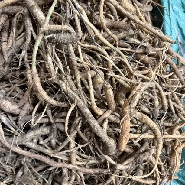 贵州大山深处的新鲜土党参