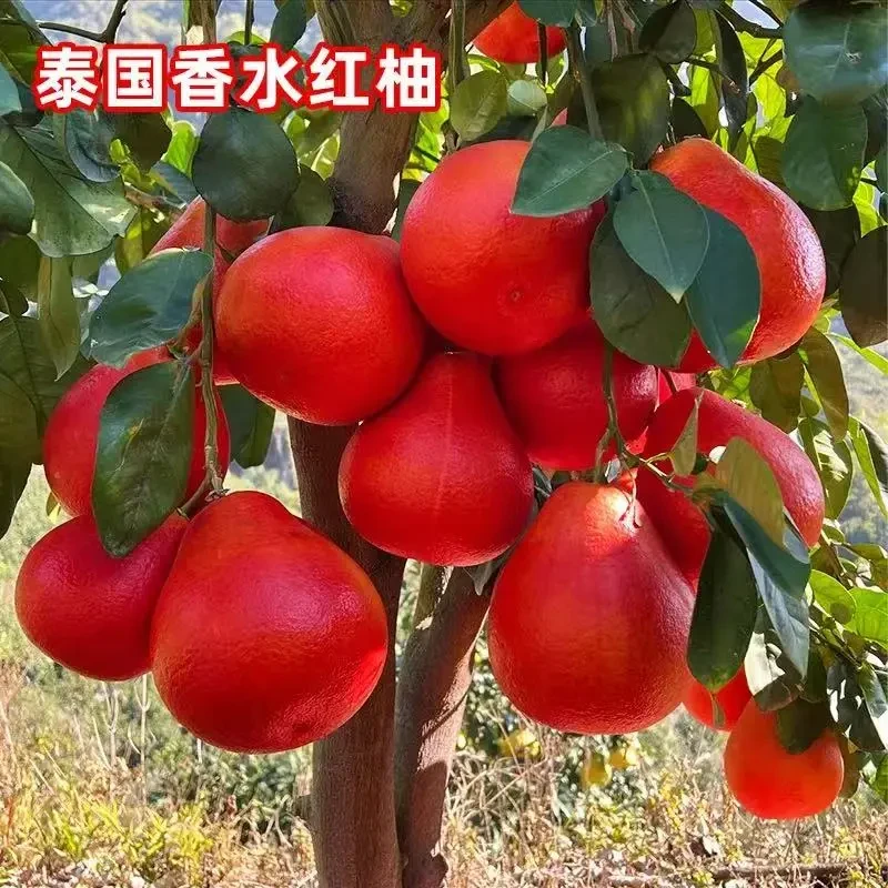 泰国暹罗红柚苗当年结果柚子树苗嫁接南北方种植盆栽地栽