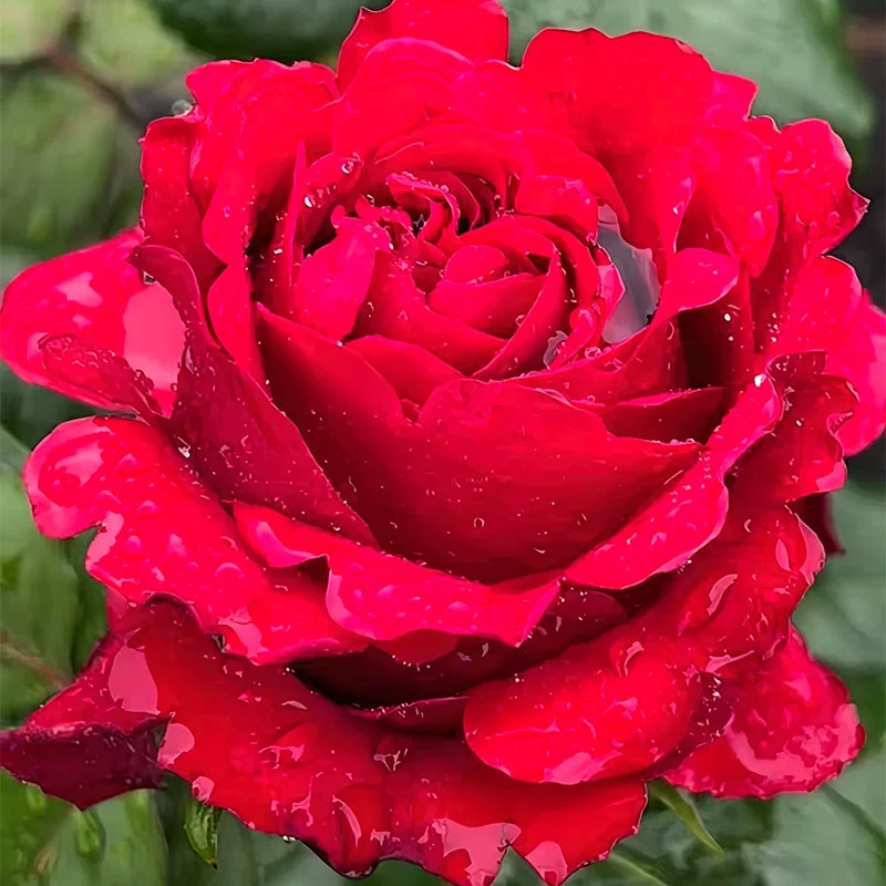 红兔月季 切花品种 灌木大花 红色 切花玫瑰 耐开 直立 抗病 多季