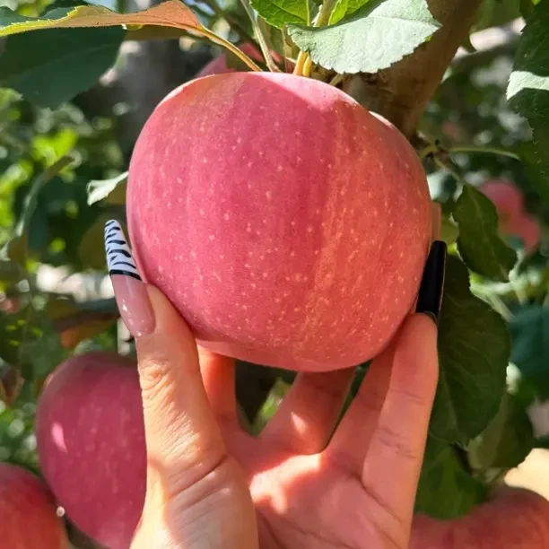甘肃天水红富士苹果当季新鲜脆甜多汁