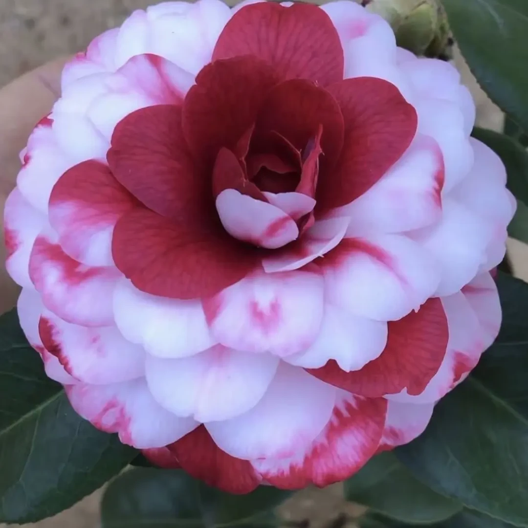 原生新品五宝赤丹耐热四季开花室内外阳台庭院盆栽地栽