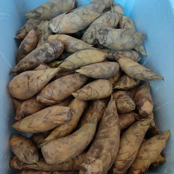 顺丰湖南新鲜现挖高山黄泥冬笋两头尖鲜嫩楠竹笋时令蔬菜