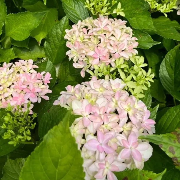 你我的灵感大花绣球花多品小苗12厘米口径盆栽苗适合阳台庭院种植