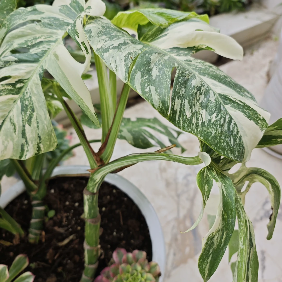 室内好养护的白锦龟背竹盆栽观叶客厅绿植