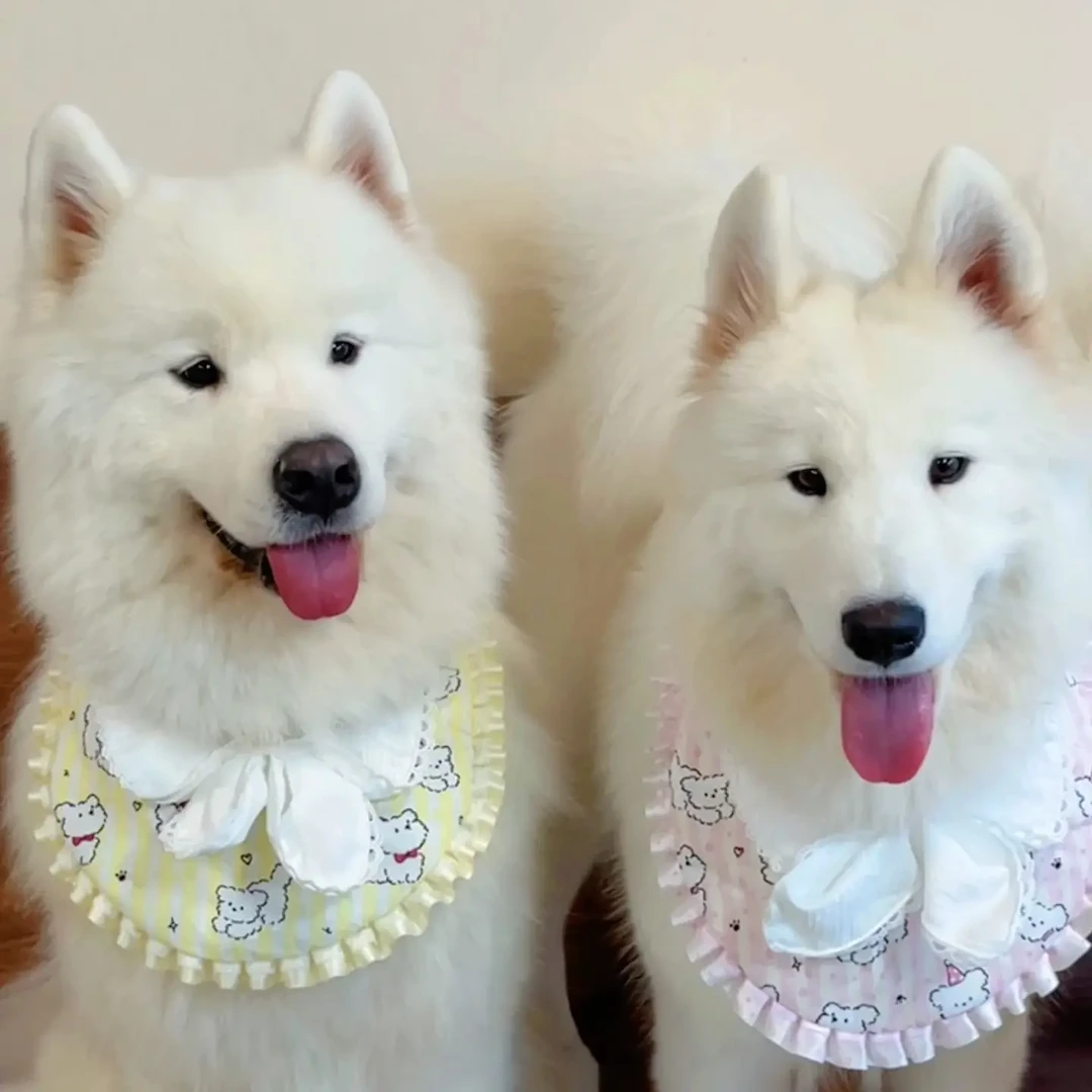 原创手作宠物蕾丝蝴蝶结口水巾猫咪狗狗通用可爱