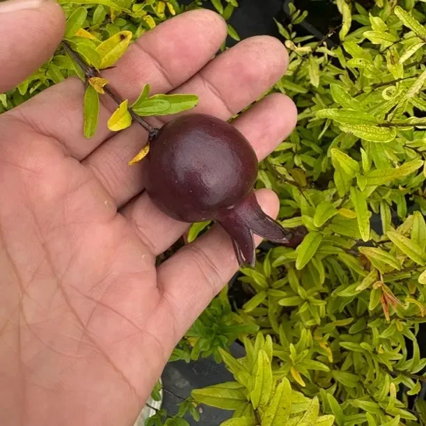 观赏用紫玉，墨玉石榴适合阳台庭院种植(一物一拍，自助下单发小苗）