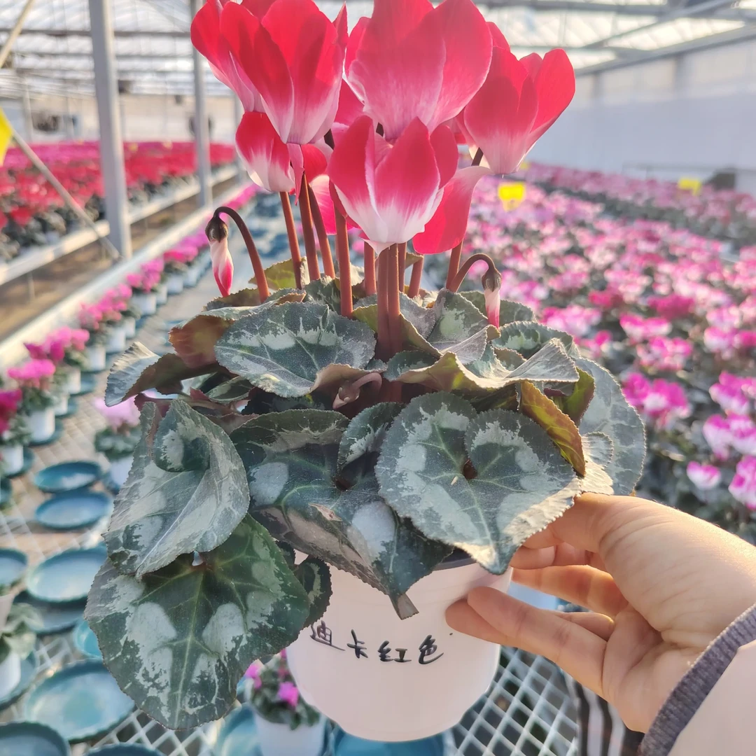 带花苞的仙客来盆栽四季开花好养室内观花植物