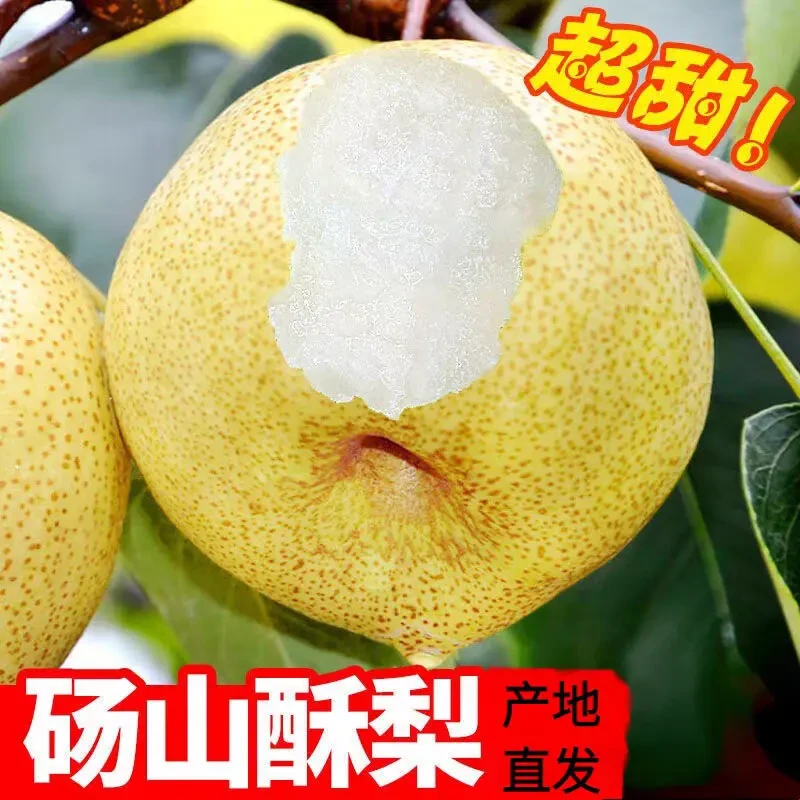 【现摘现发】正宗砀山酥梨脆甜5斤整箱当季水果新鲜雪梨甜可口包邮