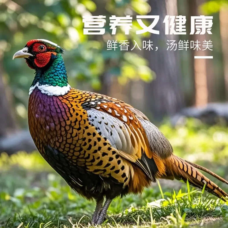 纯种野山鸡鲜活宰杀顺丰直达野山鸡汤鲜嫩鸡肉两只