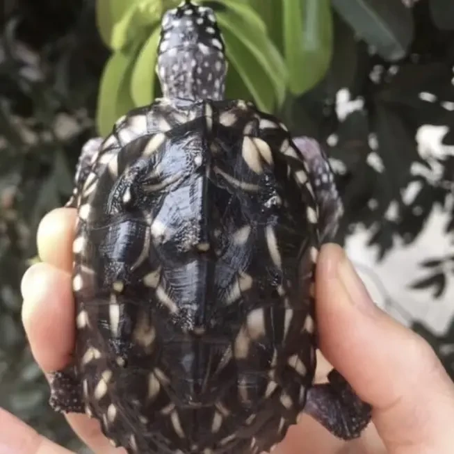 斑点池龟深水观赏宠物满天星龟活体容易养