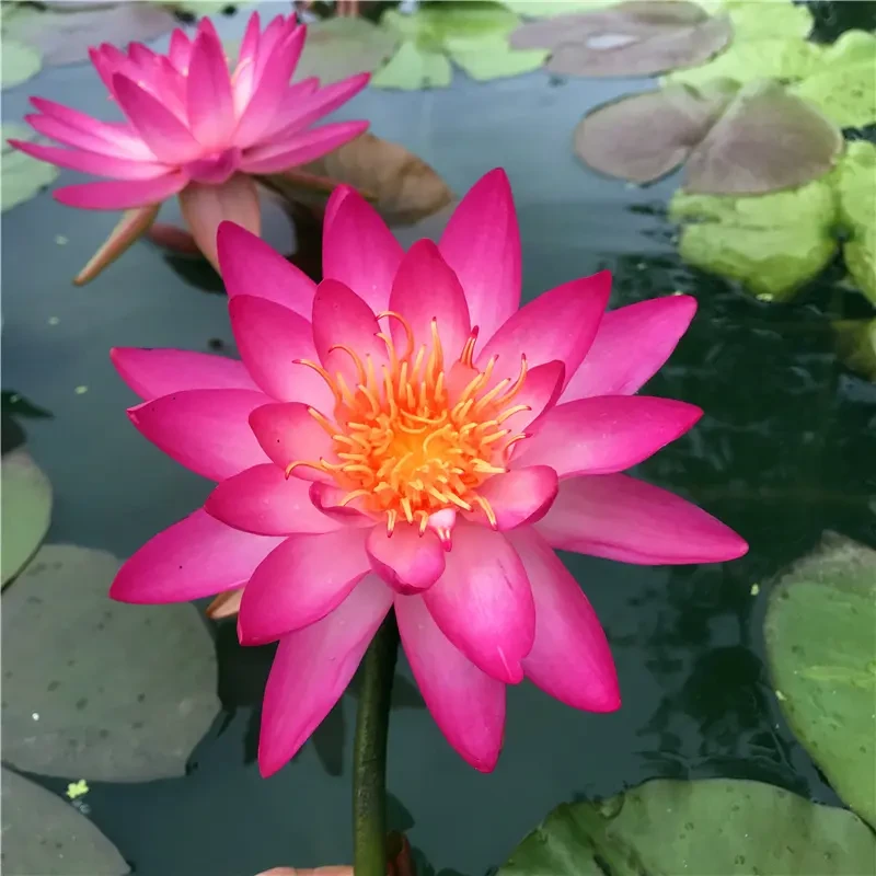泰国欢乐耐寒睡莲丰花品种中大型水生花卉植物庭院水培大苗带花苞