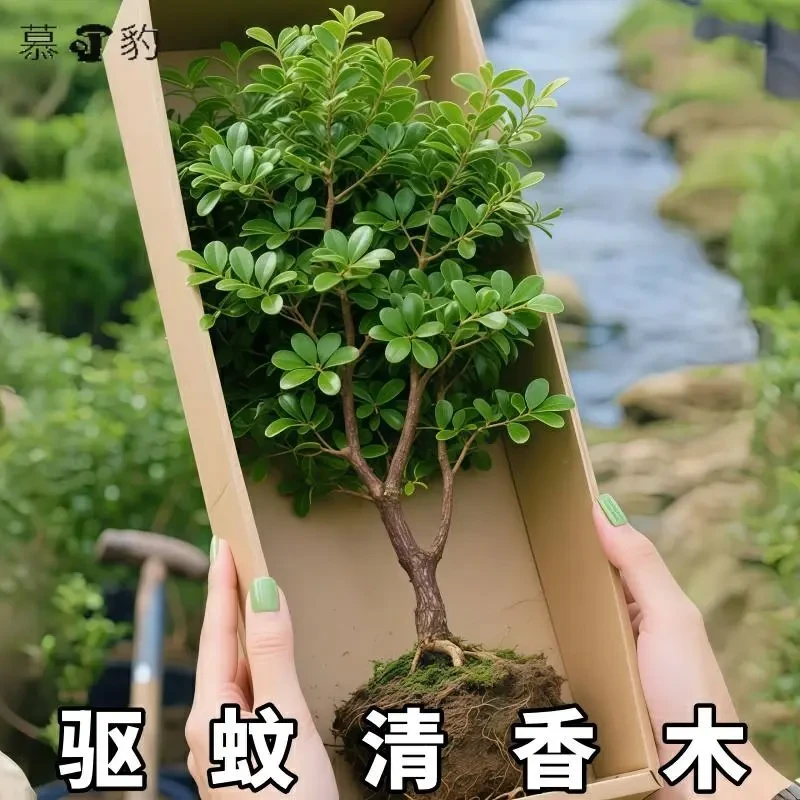 正宗清香木胡椒盆栽室内外绿植花卉驱蚊四季常青好养老桩植物