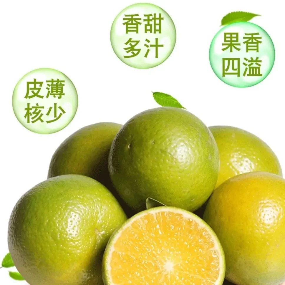 【产地直发】【新疆不发货】正宗德庆皇帝柑新鲜现采现发清甜自家果园