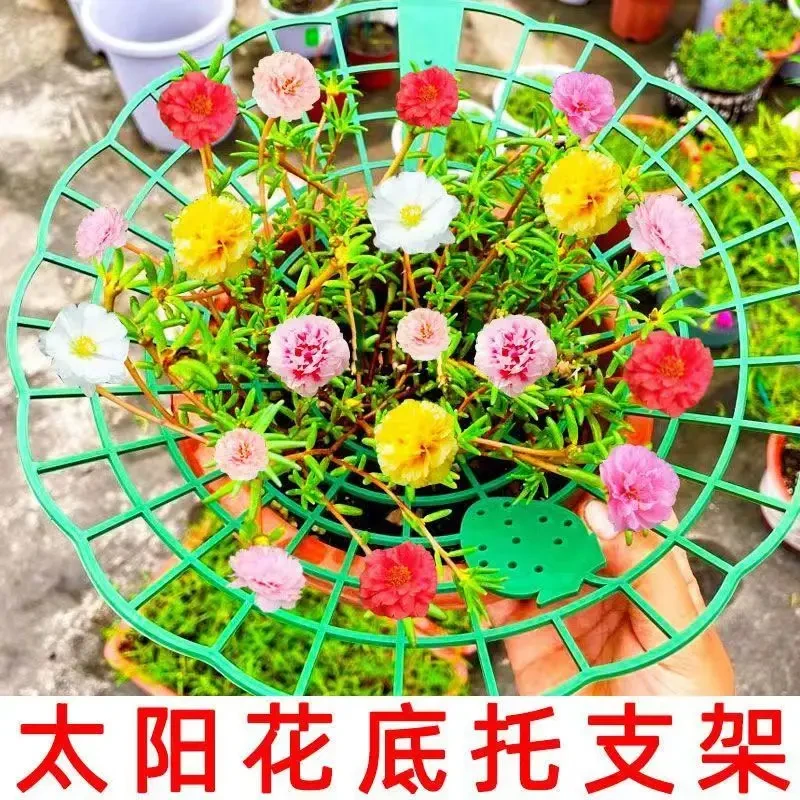 太阳花架草莓架防倒伏果实托架阳台园艺种植圆形拼接盆栽果实支撑