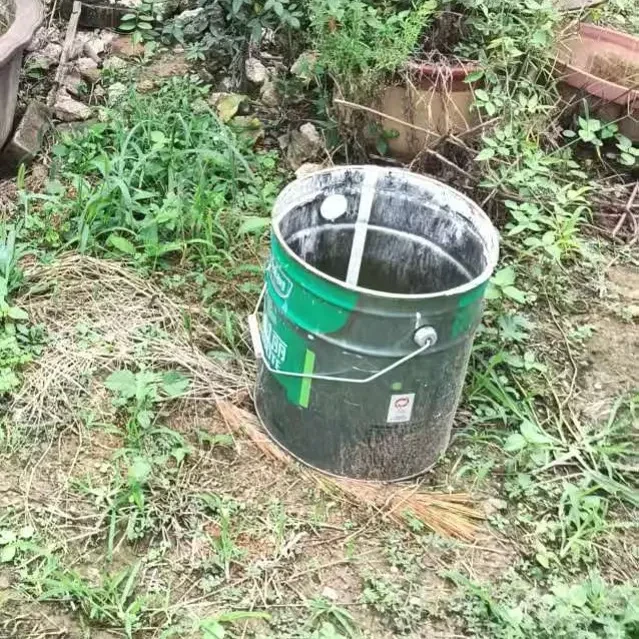 迎客松盆景花卉室内外种植四季常青耐寒盆栽植物