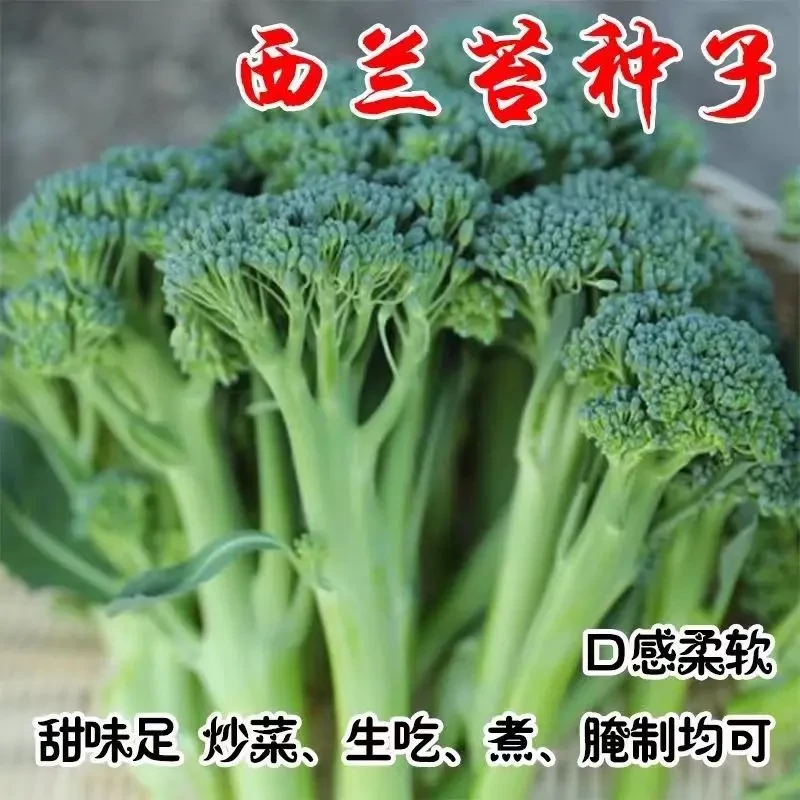西兰苔菜心种子四季花椰菜绿宝石蔬菜玉龙种子大耐热耐寒
