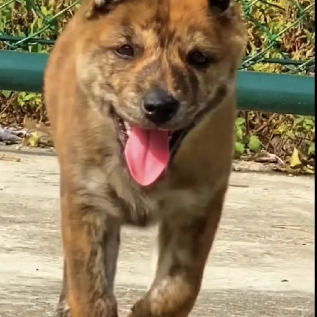 中华田园犬链接“2”公