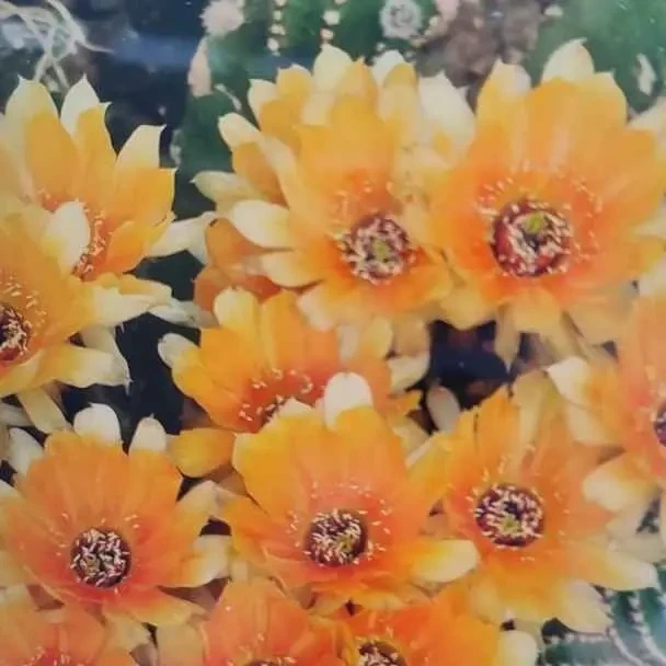 仙人球黑金刚鹅黄金刚无根侧芽