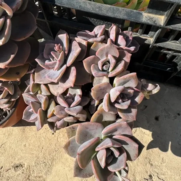 彩虹糖老桩多肉植物适合阳台庭院净化空气