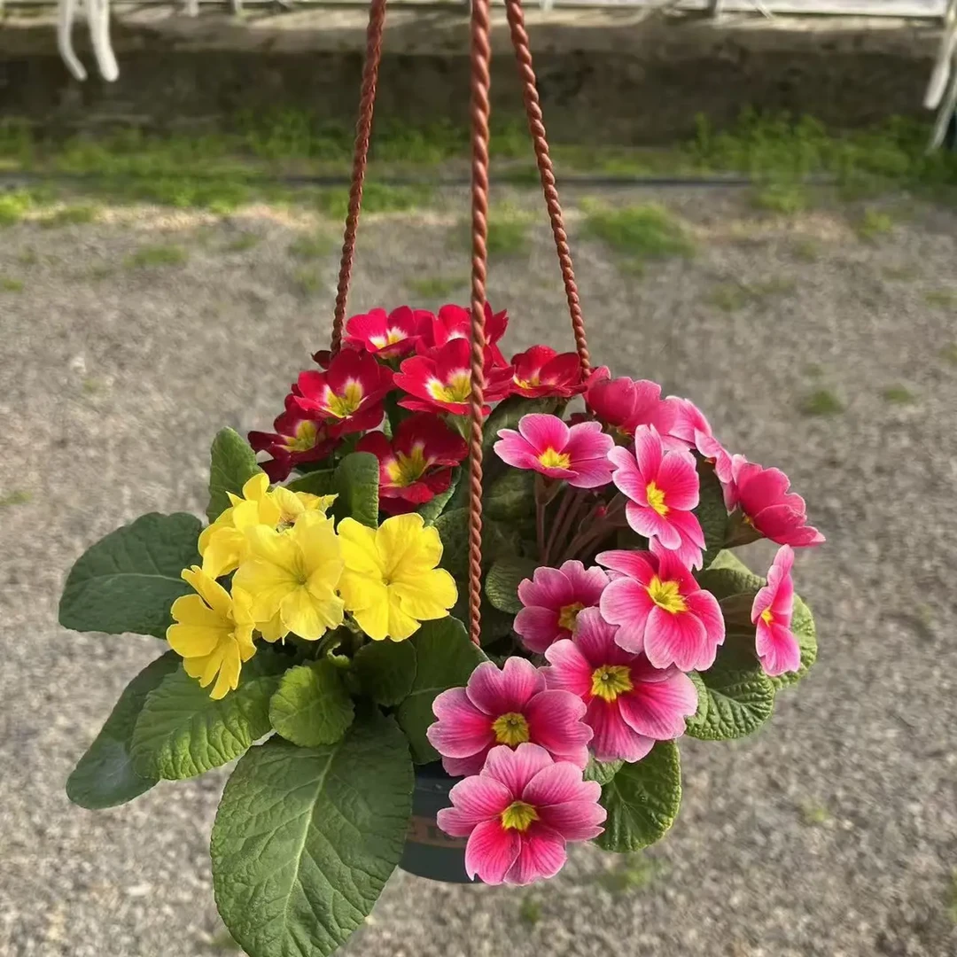 报春花多色带花苞耐寒好养适合阳台室内庭院冬季开花花卉绿植